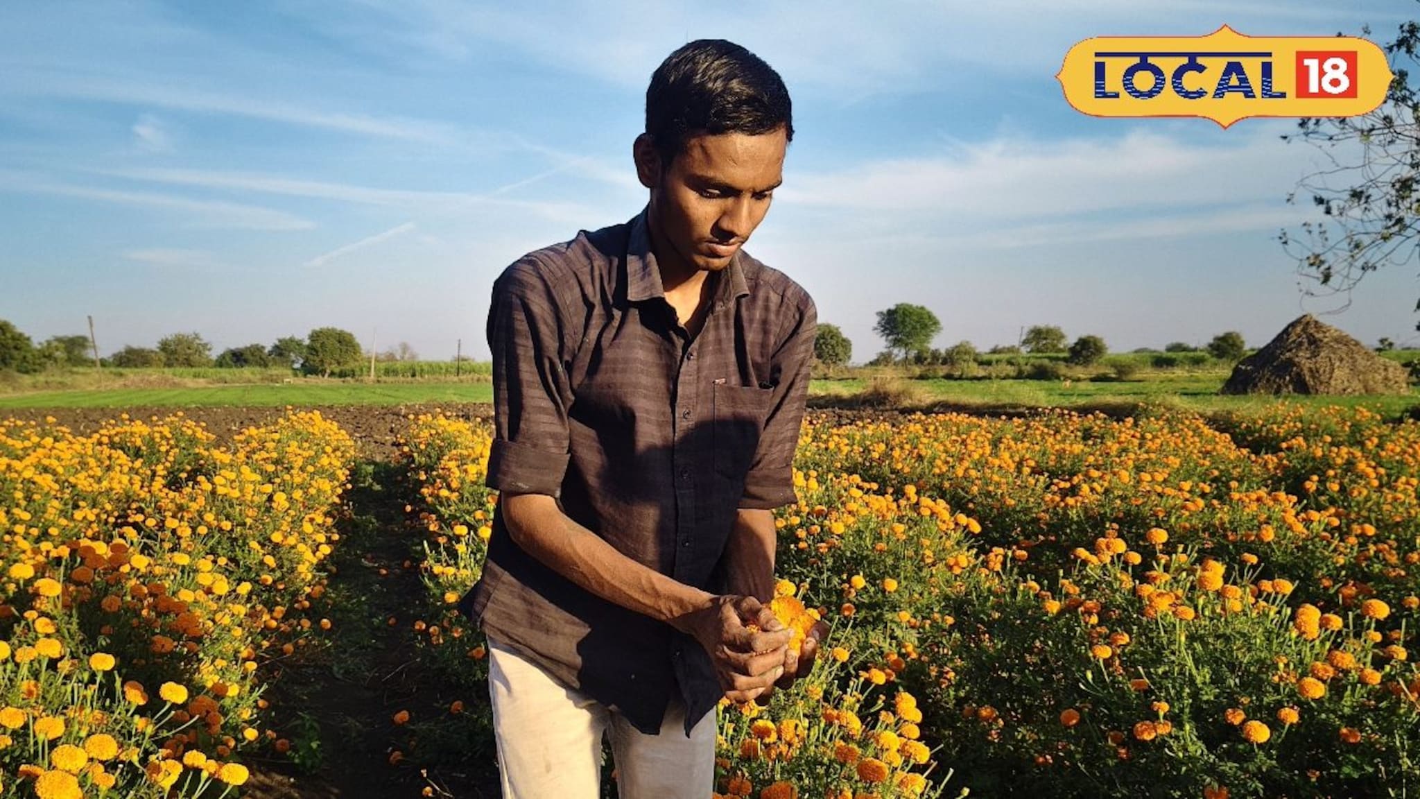 Success Story: 20 गुंठ्याच्या झेंडू फुलाच्या शेतीतून घेतले लाखोंचे उत्पन्न, कमी जागेत पिकवले भरघोस पीक