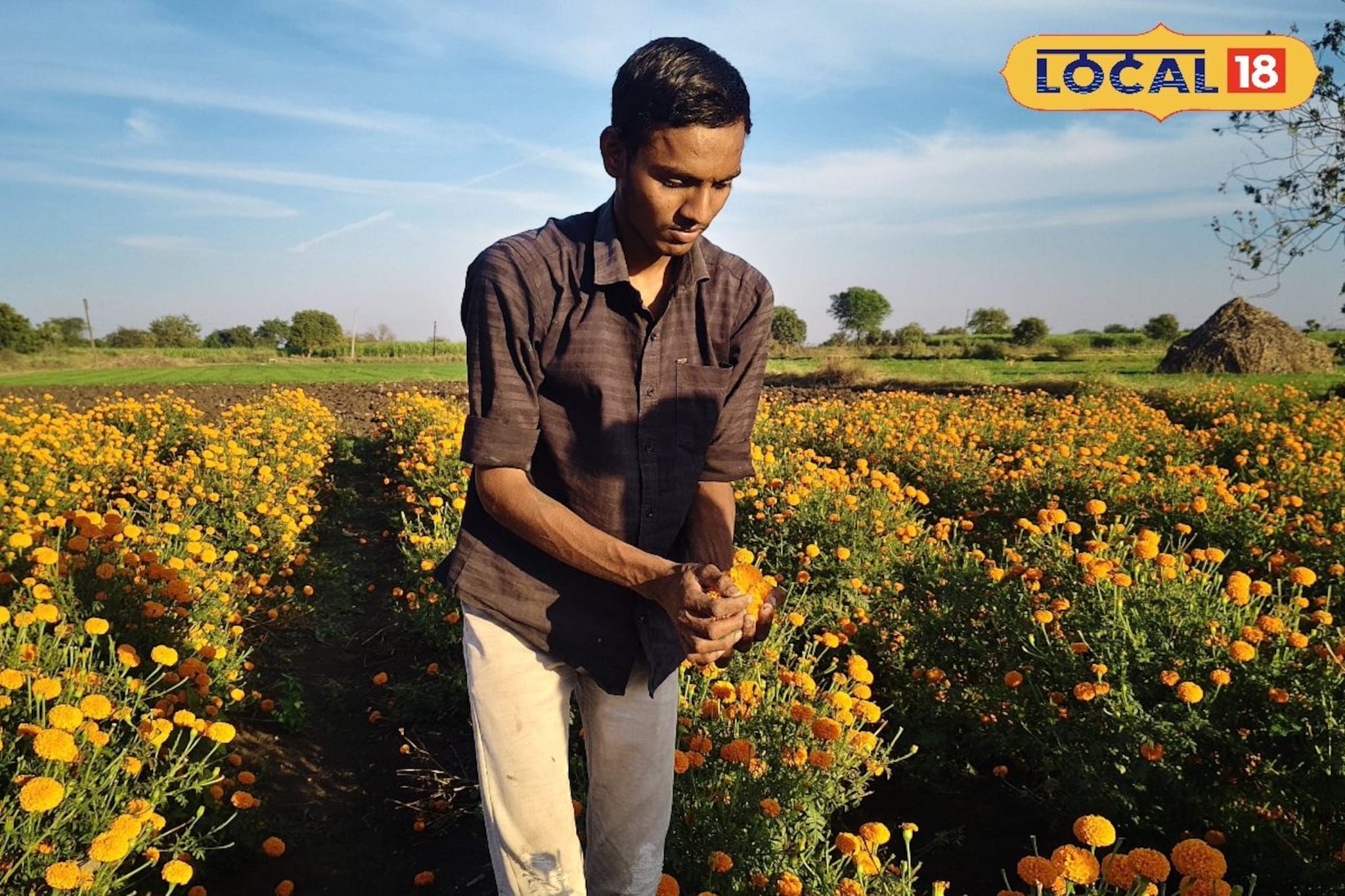 20गुंठ्याच्या फुलाच्या शेतीतून घेतले लाखोंचे उत्पन्न, कमी जागेत पिकवले भरघोस पीक