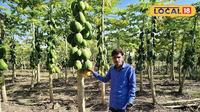 स्टॉलवर फळे विकणारा तरुण झाला यशस्वी शेतकरी; पपई शेतीतून लाखोंची कमाई<br><br>