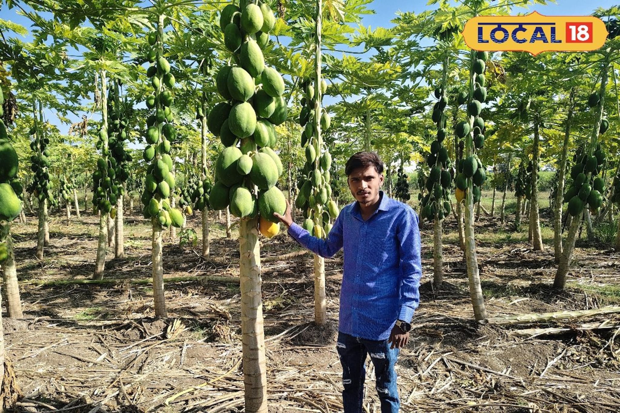 स्टॉलवर विकले फळे, शेतात केली पपईची लागवड, तरुण शेतकऱ्याची 5 लाख कमाई, Video स्टॉलवर विकले फळे, शेतात केली पपईची लागवड, तरुण शेतकऱ्याची 5 लाख कमाई, Video