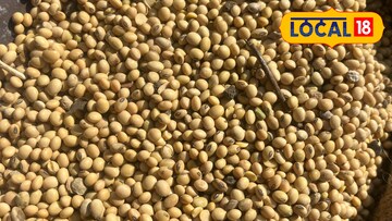 सोयाबीन