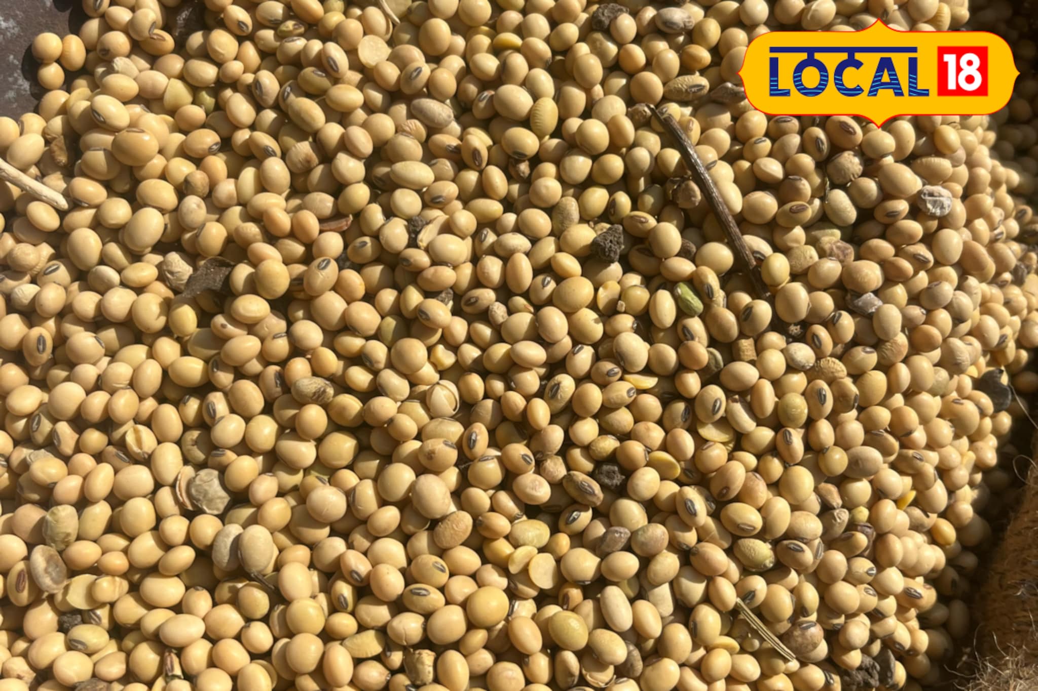 सोयाबीनच्या दरात मोठी उलथापालथ, आगामी काळात 5000 जाणार? मार्केटमधून अपडेट समोर