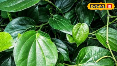 Betel leaf 