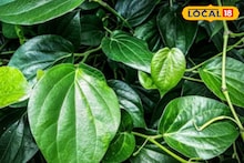 Health Tips : थंडीपासून मिळेल संरक्षण, हिवाळ्यात खा विड्याचे पान, आणखी फायदे कोणते?