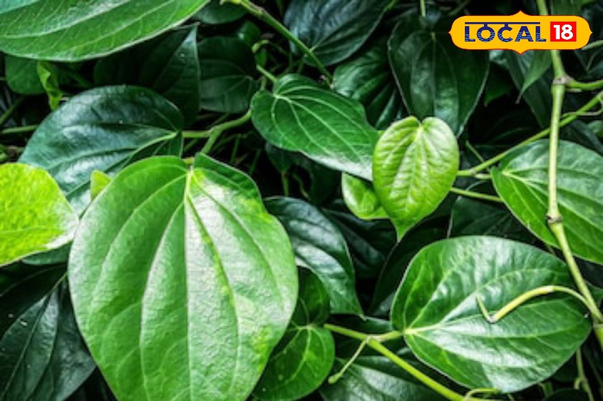 थंडीपासून मिळेल संरक्षण, हिवाळ्यात खा विड्याचे पान, आणखी फायदे कोणते? थंडीपासून मिळेल संरक्षण, हिवाळ्यात खा विड्याचे पान, आणखी फायदे कोणते?