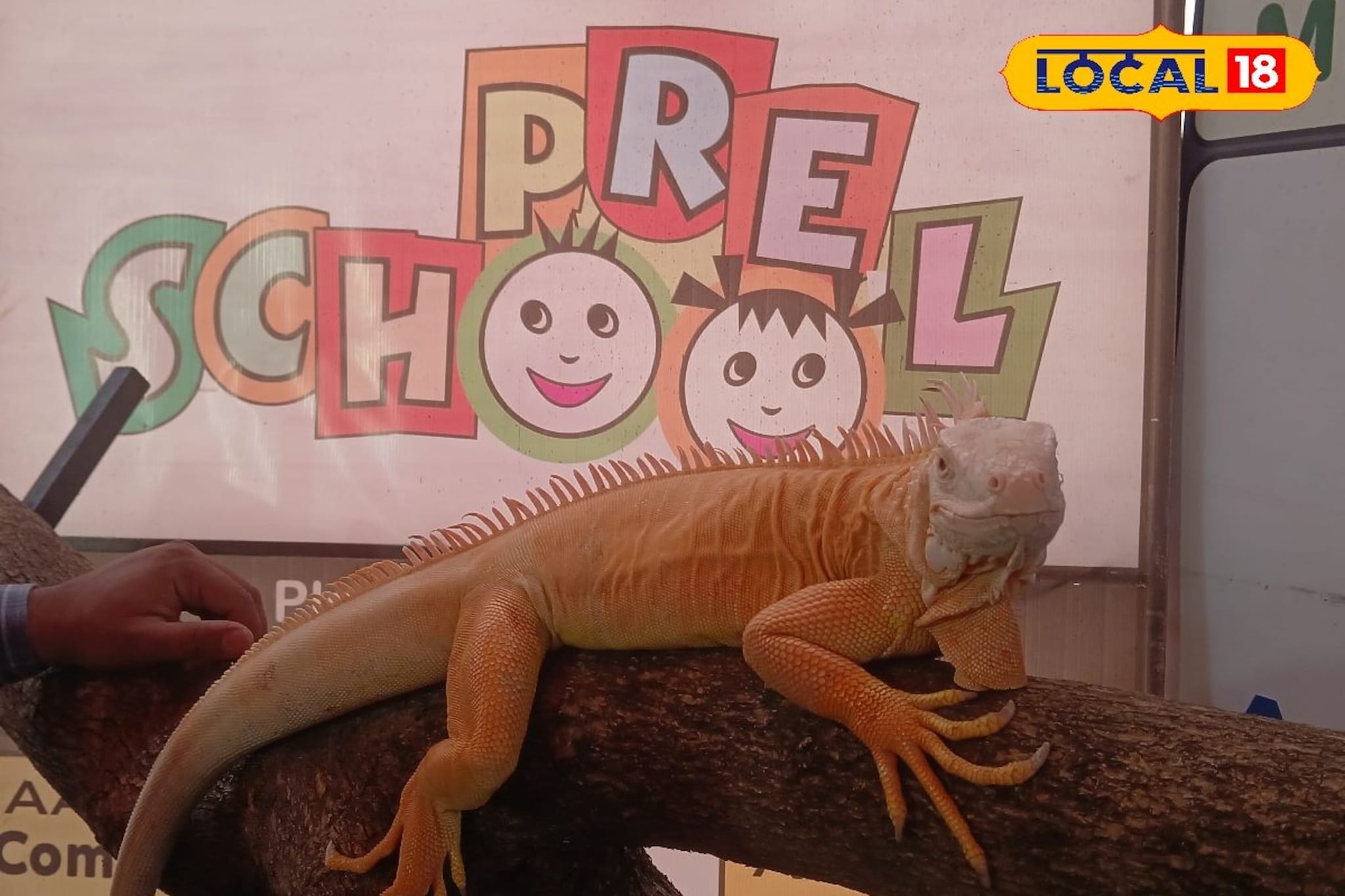 डोकं टोकदार, शरीर सपाट; सोलापुरात आला अनोखा सरडा, पाहण्यासाठी एकच गर्दी