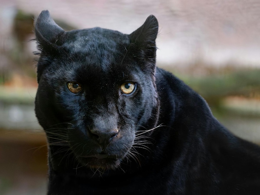 हा पाण्यात घुसून मासे, मगरीसारखे केमॅन प्राण्यांचीही शिकार करतो. हा आफ्रिकेत नव्हे, तर फक्त मध्य आणि दक्षिण अमेरिकेत आढळतो. जग्वार कधीकधी पूर्ण काळ्या रंगातही (Melanistic) आढळतो, ज्याला 'ब्लॅक पँथर' (Black Panther) म्हणतात.