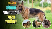 Dog Care Expense: लॅब्रेडोर की जर्मन शेफर्ड? कोणता श्वान पाळणं सर्वात खर्चीक? श्वान घेण्यापूर्वी 'हा' हिशोब नक्की पाहा!