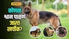 Dog Care Expense: लॅब्रेडोर की जर्मन शेफर्ड? कोणता श्वान पाळणं सर्वात खर्चीक? श्वान घेण्यापूर्वी 'हा' हिशोब नक्की पाहा!