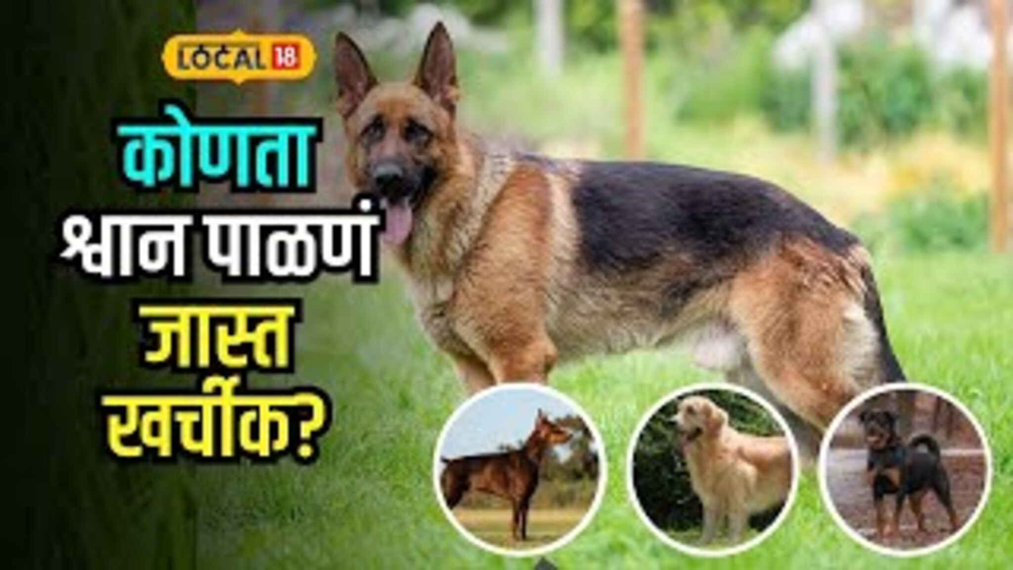 Dog Care Expense: लॅब्रेडोर की जर्मन शेफर्ड? कोणता श्वान पाळणं सर्वात खर्चीक? श्वान घेण्यापूर्वी 'हा' हिशोब नक्की पाहा!