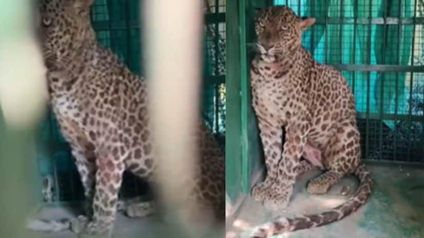 अचानक समोर आलेल्या बिबट्याने त्यांच्यावर झडप घालत हल्ला केला. सुदैवाने बेंद्रे यांनी प्रसंगावधान राखत स्वतःचा जीव वाचविण्यात यश मिळवले. दरम्यान, ग्रामस्थांना घटनेची माहिती मिळताच सर्वांनी त्या ठिकाणी धाव घेतली. 