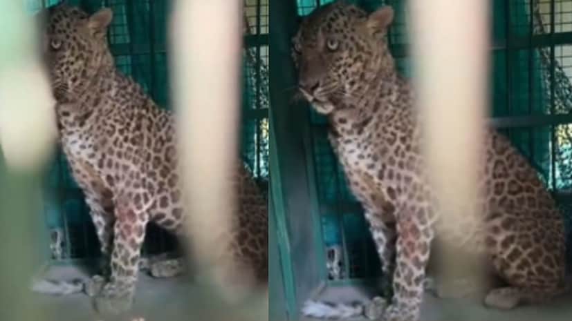 या संपूर्ण घटनेमुळे शिवरवाडी गावात भीतीचे वातावरण निर्माण झाले आहे. सकाळच्या शांत वातावरणात अचानक घडलेल्या या प्रकारामुळे नागरिकांमध्ये दहशतीचे वातावरण पसरले. ग्रामस्थांनी मात्र धाडस दाखवत बिबट्याला घरात अडकवून संभाव्य मोठी दुर्घटना टाळली, याचे सर्व स्तरांतून कौतुक होत आहे.