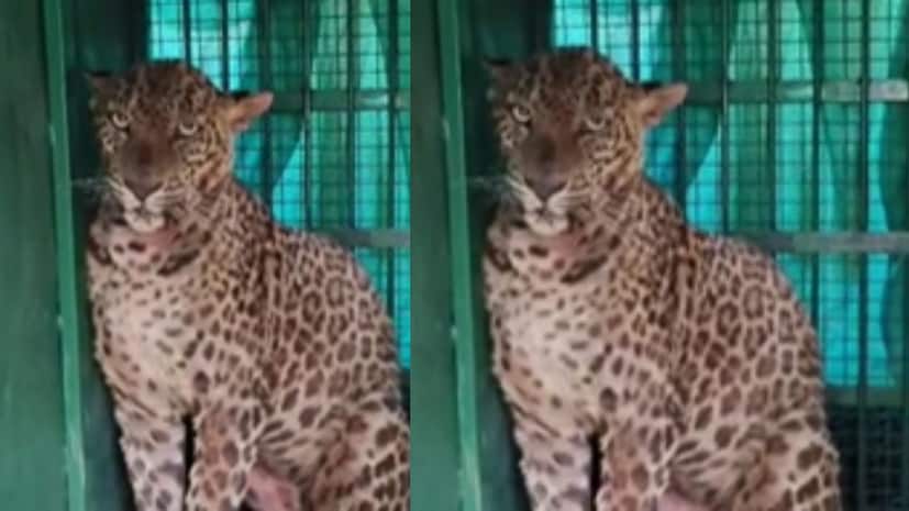 वन विभागाला व सह्याद्री वॉरीयर रेस्क्यू टीमला तातडीने कळविण्यात आले. पथकाने घटनास्थळी पोहोचून परिस्थितीचे बारकाईने निरीक्षण केले. सुमारे दोन तास चाललेल्या शर्थीच्या प्रयत्नांनंतर अखेर बिबट्याला सुरक्षितरीत्या जेरबंद करण्यात टीमला यश आले. ताब्यात घेतल्यानंतर त्याची वैद्यकीय तपासणी करण्यात आली असून पुढील प्रक्रिया वन विभागाकडून सुरू आहे. 