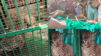 बिबट्याने दबा धरला, वृद्धावर हल्ला पण चलाखीने त्याने घराचं दार लावलं, बिबट्या बर