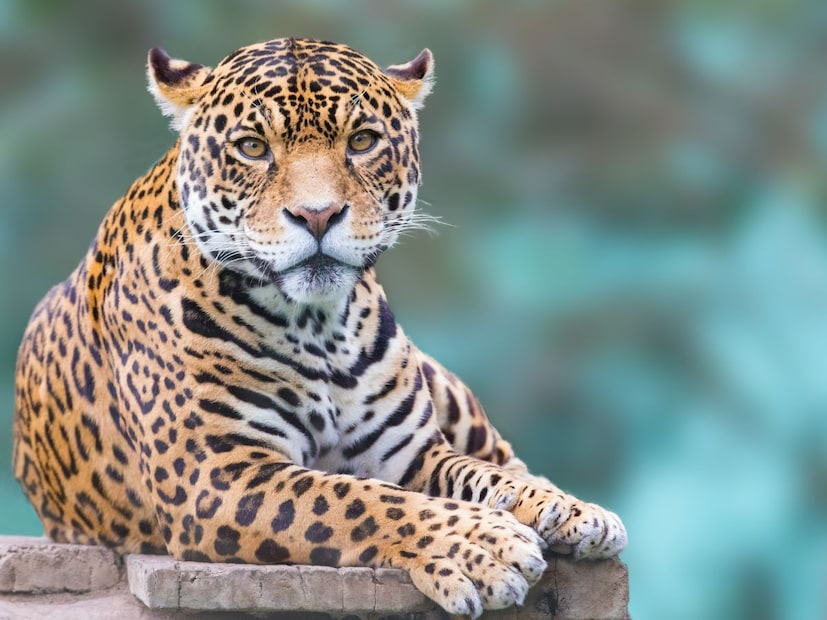 सोप्या शब्दात सांगायचे तर चित्ताला छोटे-छोटे साधे ठिपके आणि चेहऱ्यावर अश्रूंच्या खुणा.असतात. तर बिबट्याला मोठे रिंगण (रोजेट्स), पण आतून पूर्ण रिकामे असते. तर जग्वार मोठे रिंगण (रोजेट्स) आणि आतमध्ये एक किंवा दोन काळे ठिपके असतात.