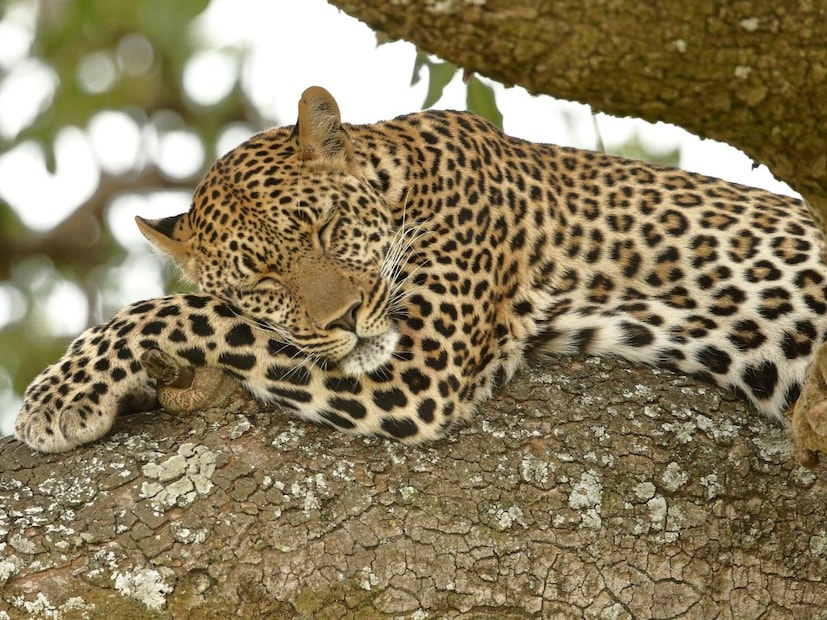 बिबट्या (Leopard):जंगलातील सर्वात चालाक शिकारी हा बिबट्या (तेंदुआ) आहे, तो चित्त्यापेक्षा अधिक ताकदवान आणि जंगलातील अत्यंत चालाक शिकारी मानला जातो. हा प्राणी रात्रभर शिकार करतो आणि आपल्या शिकारीला इतर प्राण्यांपासून वाचवण्यासाठी झाडांवर लटकवून ठेवतो. याचं चित्त्यापेक्षा अधिक मजबूत शरीर आहे, तर सोनेरी पिवळ्या रंगावर गोल-गोल 'गुच्छ्यांसारखे' ठिपके (Roseats) असतात. या 'रोजेट्स'च्या आतली जागा रिकामी (Blanks/Hollow) असते, मध्ये कोणताही काळा ठिपका नसतो. बिबट्या उत्तम जलतरणपटू (Swimmer) आहे त्यामुळे तो पाण्यात पोहू शकतो, तसंच तो झाडांवर सहज चढतो. हा आफ्रिकेपासून भारतापर्यंत (जंगल, डोंगर, गवताळ प्रदेश) राहू शकतो.