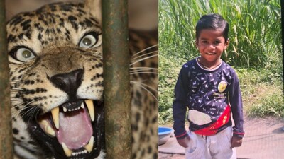 Sangamner: Leopard kills 4-year-old at doorstep; villagers protest