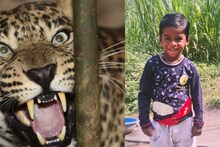 दारात आजीची वाट पाहत होता, दबा धरलेल्या बिबट्याची झडप; दारातून चिमुकल्याला ओढून...