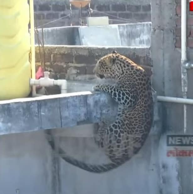 वनविभाग आणि बचाव पथकाने बिबट्याला बेशुद्ध करून पकडण्याची तयारी केली. बिबट्याला बेशुद्ध करण्यासाठी सोडलेला पहिला डार्ट हुकला, पण बचाव पथकाने त्वरित दुसरा डार्ट यशस्वीरित्या बिबट्याला मारला. डार्ट लागल्यानंतर बिबट्या पूर्णपणे बेशुद्ध होण्याची पथक वाट पाहत होते. 