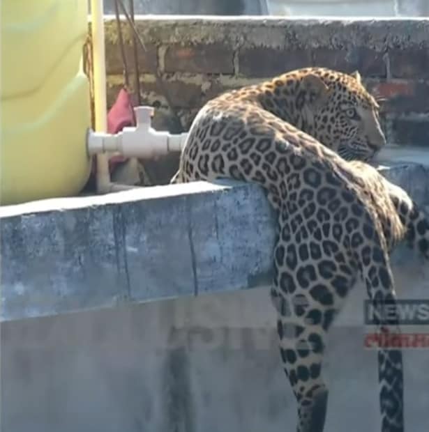 बिबट्याला पकडण्याची प्रक्रिया सुरू असताना बघ्यांची मोठ्या प्रमाणावर गर्दी झाली होती, ज्यामुळे बचाव कार्याला काही प्रमाणात अडथळा येत होता. बिबट्या आक्रमक असल्याने त्याने पुन्हा हल्ला करण्याची शक्यता नाकारता येत नव्हती.