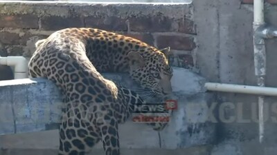 Nagpur Leopard Attacks 7, Captured After Dramatic Rescue
