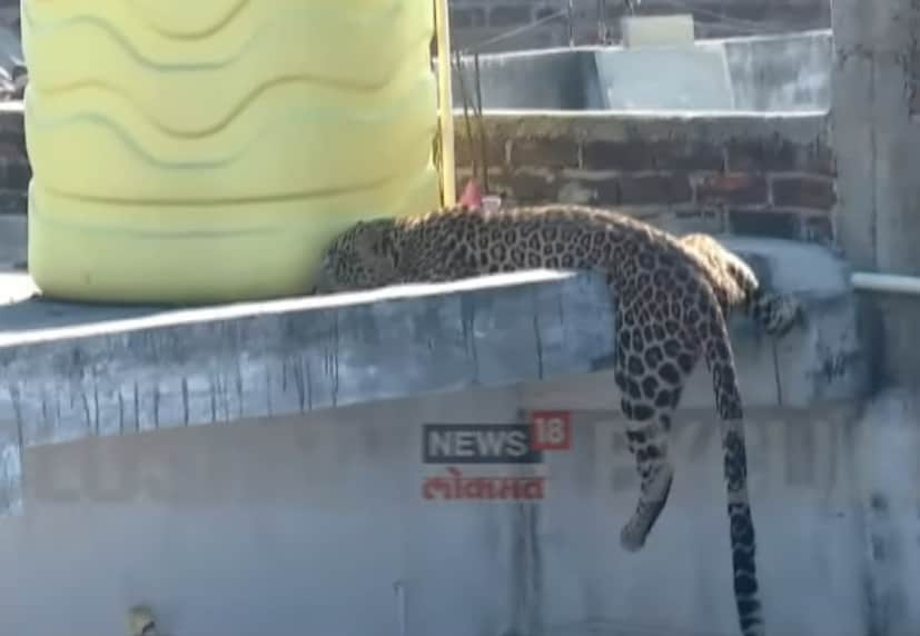 शहरालगतच्या पारडी शिवारात आज पहाटे एका बिबट्याने मोठा धुमाकूळ घातला. दोन दिवसांपूर्वी कापसी भागात हा बिबट्या दिसला होता, मात्र त्यावेळी वनविभागाच्या शोधकार्यात तो हाती लागला नव्हता. आज पहाटे याच बिबट्याने दोनहून अधिक नागरिकांवर हल्ला केल्याची प्राथमिक माहिती आहे. 