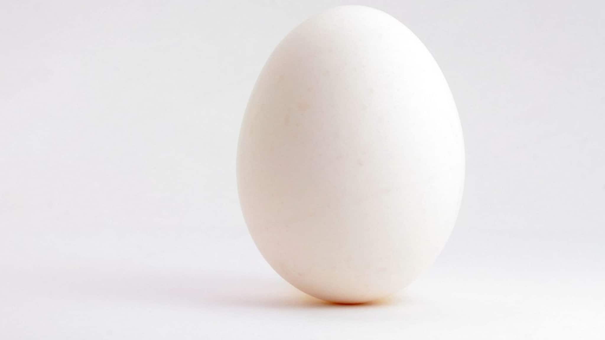 Snake Egg : सापाची अंडी खाल्ली तर काय होईल? 5 अंडी खाल्ल्याने खरोखरच मृत्यू होतो का?