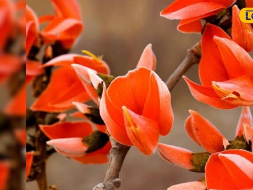 पलाशाची फुलं नारिंगी, लाल, कधी गडद केशरी अशा रंगांची असतात. या तेजस्वी रंगामुळे हा वृक्ष ऊर्जेचं, सौंदर्याचं आणि ताजेपणाचं प्रतीक मानला जातो.