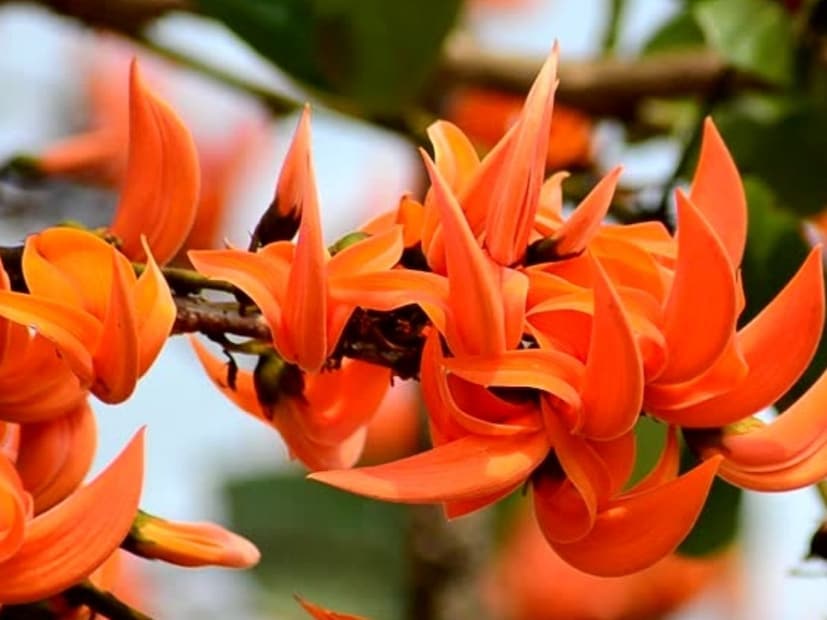 प्राचीन संस्कृत ग्रंथात पलाशाला पवित्र झाड मानलं गेलं आहे. याचा उपयोग यज्ञकुंडातील समिधा, होळीतील नैसर्गिक रंग, आयुर्वेदिक औषधं यासाठी केला जात असे.