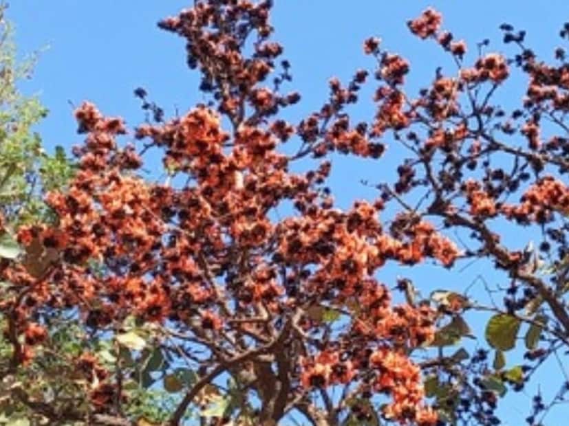 या झाडाची वैशिष्ट्यपूर्ण गोष्ट म्हणजे त्याची तेजस्वी नारंगी-लाल फुलं, जी बहरली की संपूर्ण जंगलाला आग लागल्यासारखं दृश्य दिसतं.