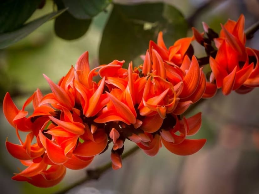 पलाश हा शब्द मुख्यतः एका वृक्षाला आणि त्याच्या तेजस्वी फुलांना संदर्भित करतो.  पलाश म्हणजे एक झाड भारतीय उपखंडात आढळणाऱ्या प्रसिद्ध झाडाचं नाव. ज्याला इंग्रजीत फ्लेम ऑफ फॉरेस्ट म्हणतात.