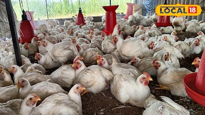 Poultry success: Deepak Gholve nets ₹1 lakh per batch in Beed, inspires others.