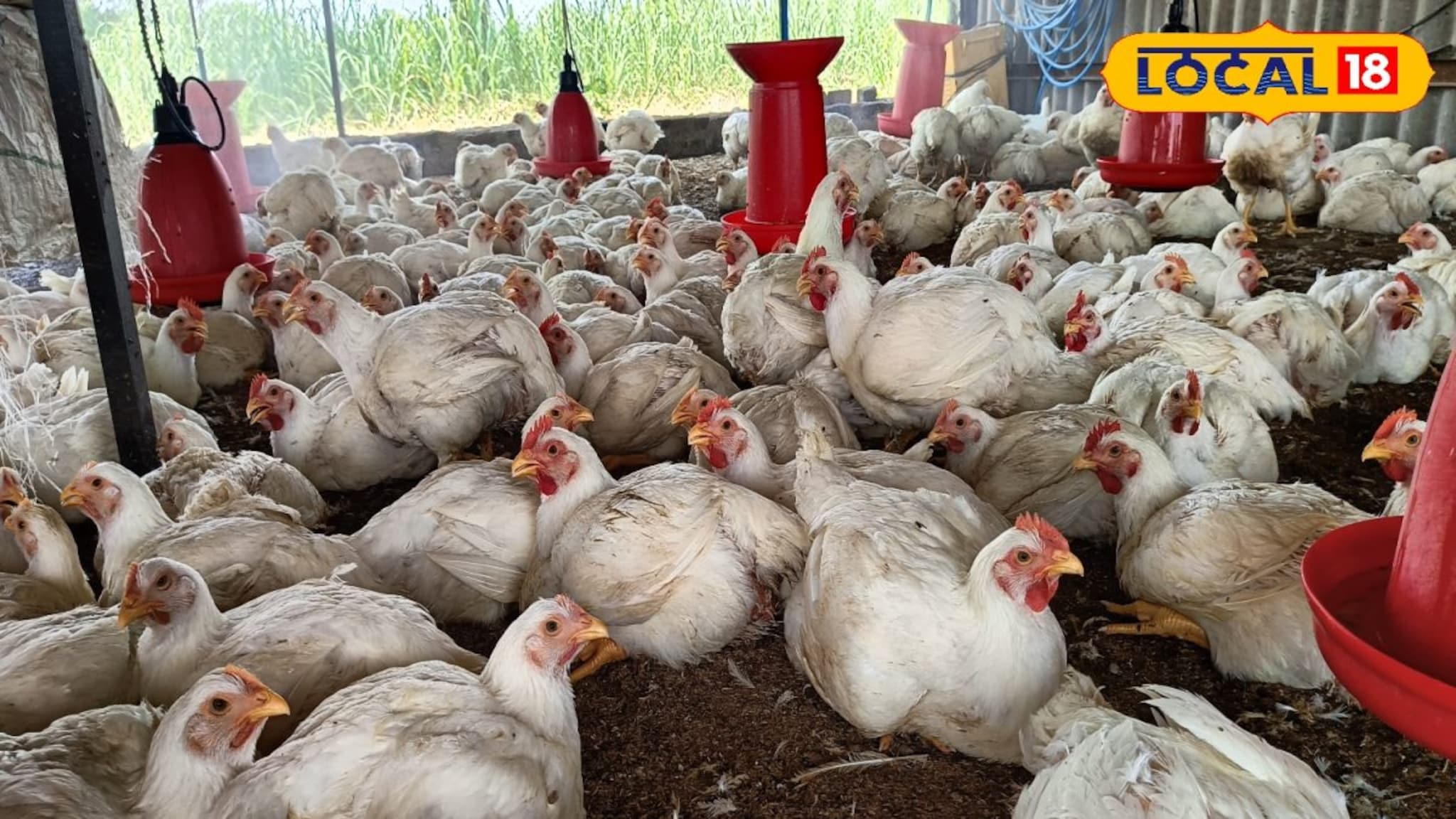 Success Story : शेतीवर अवलंबून न राहता घेतला निर्णय, पोल्ट्री फार्म व्यवसाय ठरला यशस्वी, प्रत्येक बॅचला 1 लाख निव्वळ नफा