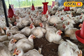 शेतीवर अवलंबून न राहता घेतला निर्णय, व्यवसाय ठरला यशस्वी,बॅचला 1 लाख निव्वळ नफा