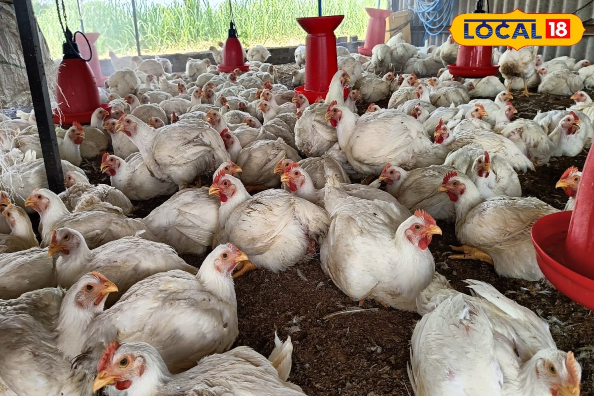 शेतीवर अवलंबून न राहता घेतला निर्णय, व्यवसाय ठरला यशस्वी,बॅचला 1 लाख निव्वळ नफा