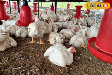 शेतीवर अवलंबून न राहता घेतला निर्णय, व्यवसाय ठरला यशस्वी,बॅचला 1 लाख निव्वळ नफा