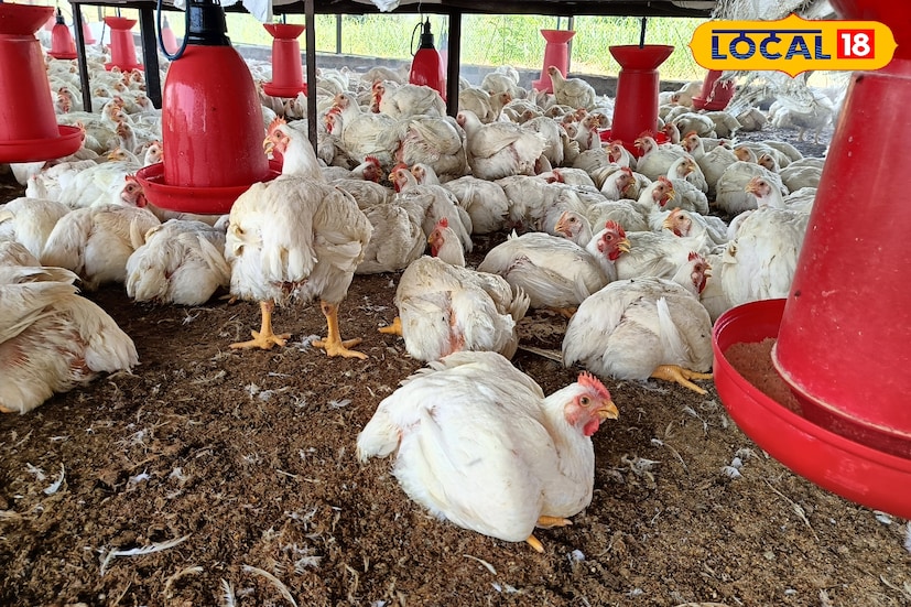 ग्रामीण भागात केवळ शेतीवर अवलंबून राहणे कठीण होत चालले आहे. अशा परिस्थितीत बीड जिल्ह्यातील दीपक घोळवे यांचा पोल्ट्री व्यवसाय हा एक यशस्वी मॉडेल ठरत आहे. दोन ते अडीच एकर क्षेत्रात शेती असूनही वाढत्या खर्चामुळे आणि कमी उत्पन्नामुळे त्यांनी पूरक व्यवसायाचा शोध घेतला. फक्त शेतीवर किती दिवस अवलंबून राहणार? या प्रश्नाने प्रेरित होऊन त्यांनी पोल्ट्री फार्मची सुरुवात केली आणि आर्थिक स्थैर्याचा मार्ग पकडला. ग्रामीण भागात केवळ शेतीवर अवलंबून राहणे कठीण होत चालले आहे. अशा परिस्थितीत बीड जिल्ह्यातील दीपक घोळवे यांचा पोल्ट्री व्यवसाय हा एक यशस्वी मॉडेल ठरत आहे. दोन ते अडीच एकर क्षेत्रात शेती असूनही वाढत्या खर्चामुळे आणि कमी उत्पन्नामुळे त्यांनी पूरक व्यवसायाचा शोध घेतला. फक्त शेतीवर किती दिवस अवलंबून राहणार? या प्रश्नाने प्रेरित होऊन त्यांनी पोल्ट्री फार्मची सुरुवात केली आणि आर्थिक स्थैर्याचा मार्ग पकडला.