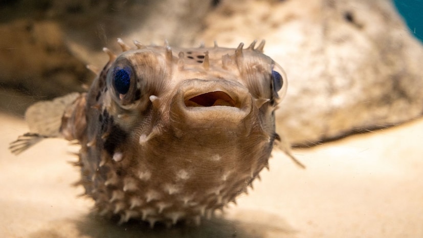 या यादीत सगळ्यात वर आहे तो म्हणजे पफरफिश. जो फुगू म्हणूनही ओळखला जातो. जपानमधील एक प्रसिद्ध मासा. जो कापताना किंवा शिजवताना केसाइतकी जरी चूक झाली तरी खाणाऱ्याला वाचवणं अशक्य होतं.