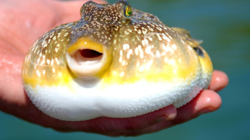 पफरफिशमध्ये टेट्रोडोटॉक्सिन नावाचं अत्यंत धोकादायक न्यूरोटॉक्सिन असतं. शास्त्रज्ञांच्या मते हे विष माशांच्या शरीरातच तयार होत नाही, तर ते मासे त्यांच्या आहारातून वापरत असलेल्या बॅक्टेरियांपासून येतं. हे विष माशांच्या यकृतात, डोळ्यांत आणि इतर अवयवांमध्ये जमा होतं.