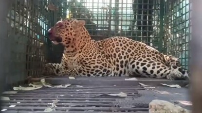 Pune: कमी वेळात सर्वाधिक बिबट्यांचा 'बंदोबस्त', जुन्नर वन विभागाने कसे पकडले 68 बिबटे? Pune: कमी वेळात सर्वाधिक बिबट्यांचा 'बंदोबस्त', जुन्नर वन विभागाने कसे पकडले 68 बिबटे?