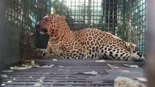 Pune: कमी वेळात सर्वाधिक बिबट्यांचा 'बंदोबस्त', जुन्नर वन विभागाने कसे पकडले 68 बिबटे? Pune: कमी वेळात सर्वाधिक बिबट्यांचा 'बंदोबस्त', जुन्नर वन विभागाने कसे पकडले 68 बिबटे?