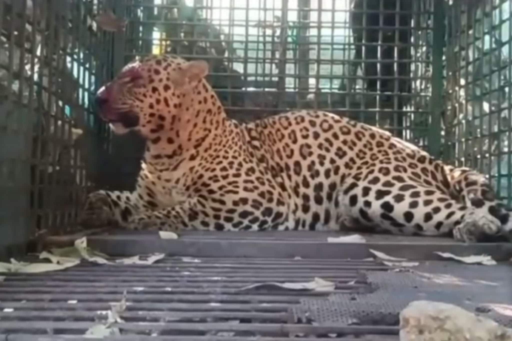 कमी वेळात सर्वाधिक बिबट्यांचा 'बंदोबस्त', जुन्नर वन विभागाने कसे पकडले 68 बिबटे? कमी वेळात सर्वाधिक बिबट्यांचा 'बंदोबस्त', जुन्नर वन विभागाने कसे पकडले 68 बिबटे?