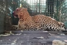 Pune: कमी वेळात सर्वाधिक बिबट्यांचा 'बंदोबस्त', जुन्नर वन विभागाने कसे पकडले 68 बिबटे?