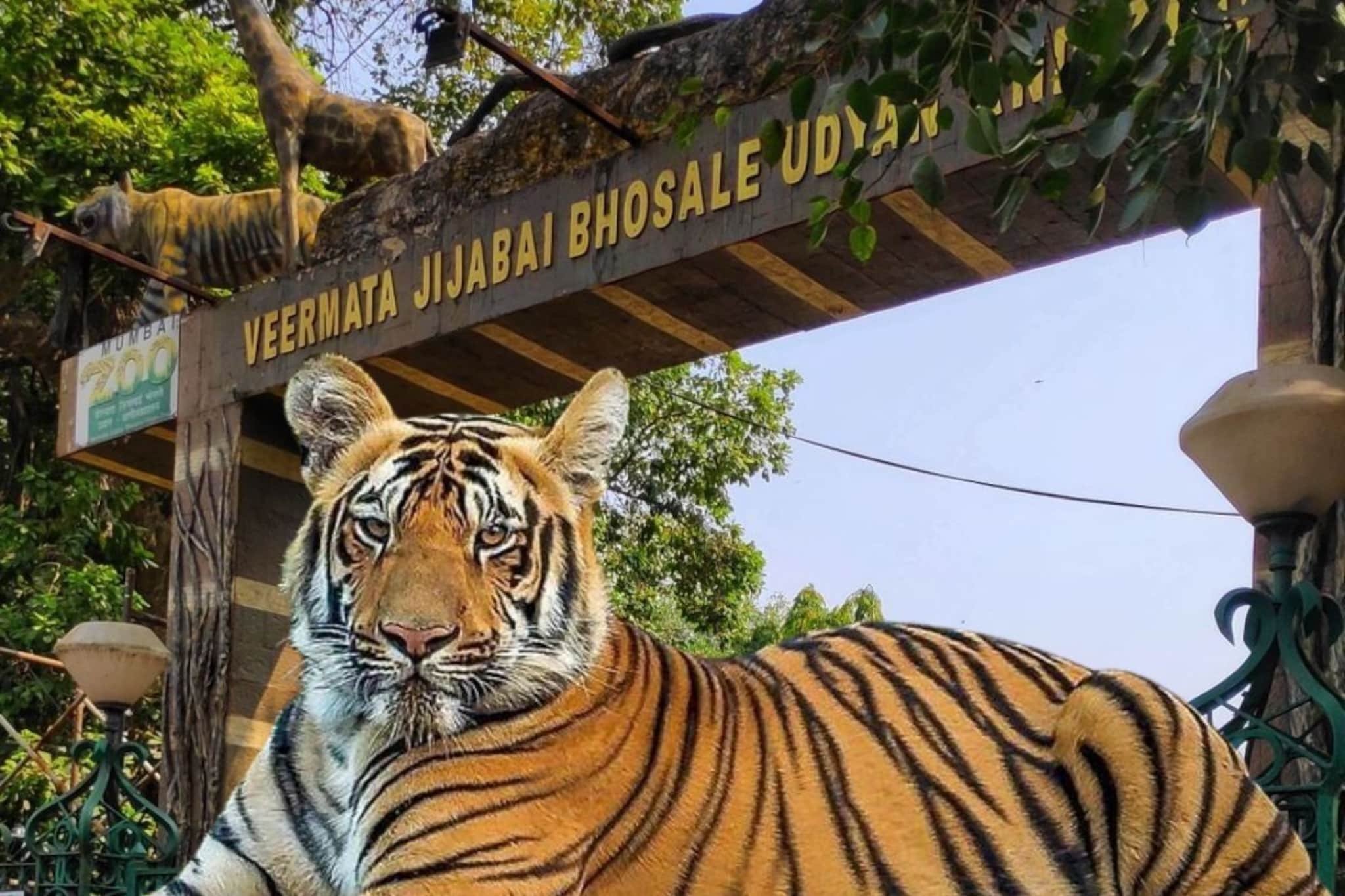 राणीच्या बागेतून आणखी एक वाघ बेपत्ता, घातपाताची शक्यता;भाजपच्या पत्राने खळबळ