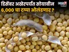 डिसेंबर अखेरपर्यंत सोयाबीन 6,000 चा टप्पा ओलंडणार का? मार्केट कसं असणार?