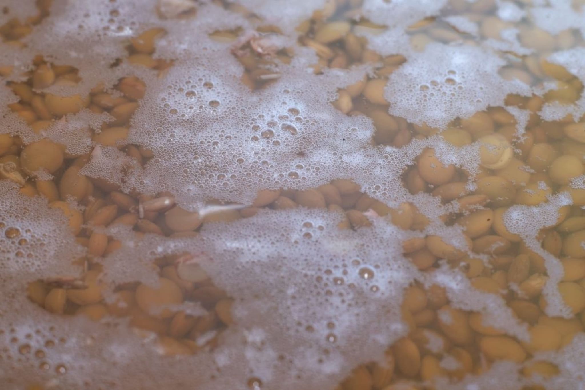 डाळी, कडधान्य भिजवल्यावर पाण्याला फेस का येतो, तो चांगला की खराब?