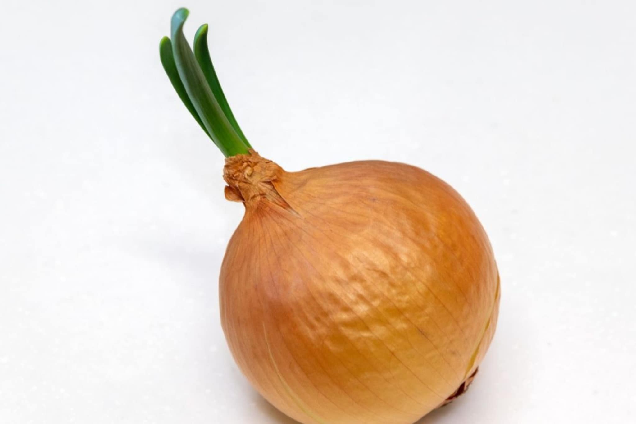 कोंब आलेला कांदा खाल्ला तर चालतो का? नक्की करायचं काय? हे एकदा वाचा