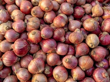 कोंब आलेला कांदा खाल्ला तर चालतो का? नक्की करायचं काय? हे एकदा वाचा