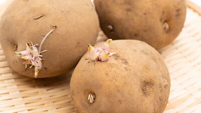 Don't Eat Sprouted Potatoes! 5 Alternative Uses to Avoid Waste