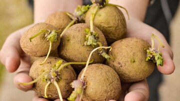 कोंब आलेले बटाटेही चांगले, आहेत 5 फायदे; फक्त वापरण्याची पद्धत बदला